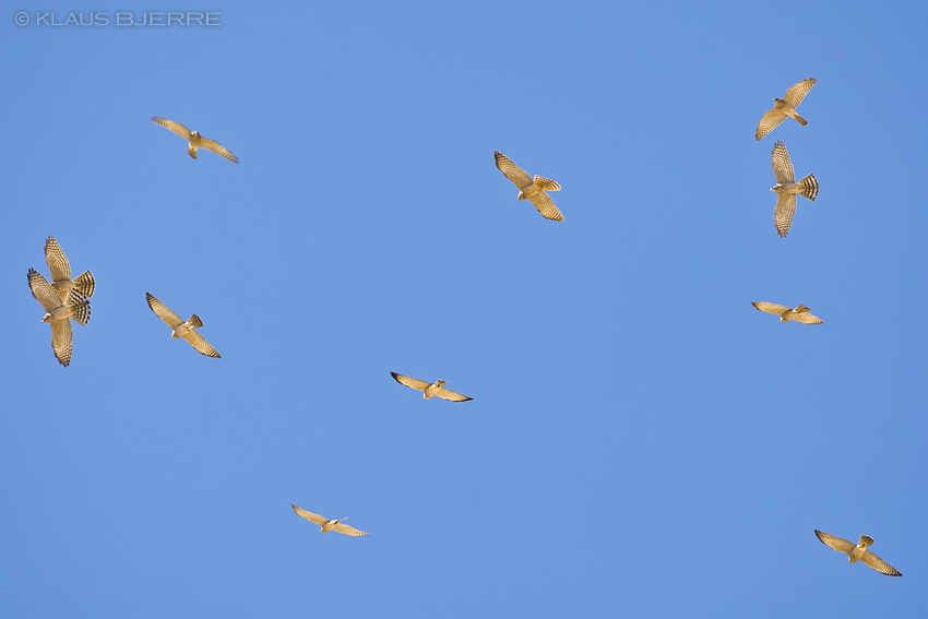 Levant Sparrowhawk_KBJ5094.jpg - Levant Sparrowhawks  - Eilat Moutains